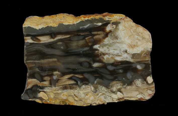 Slab of Fossilized Peanut Wood - Australia #65609